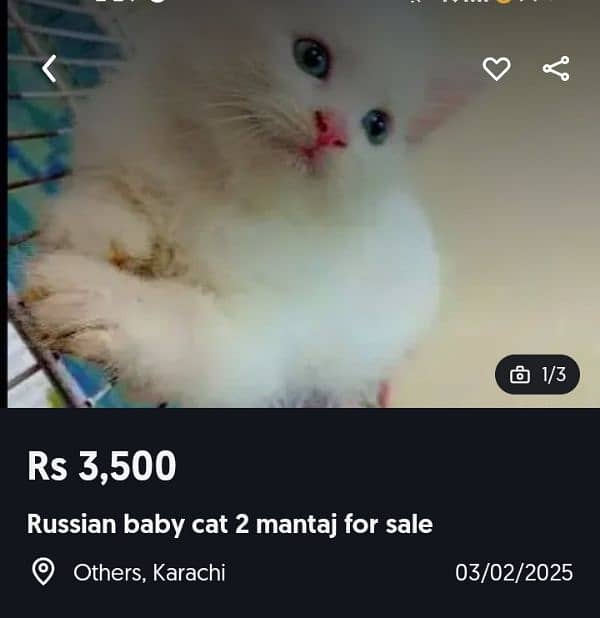 Russain Cats for Sale 0