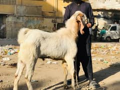 Breeder Bakra Bakri Bache kids goats full setup for sale