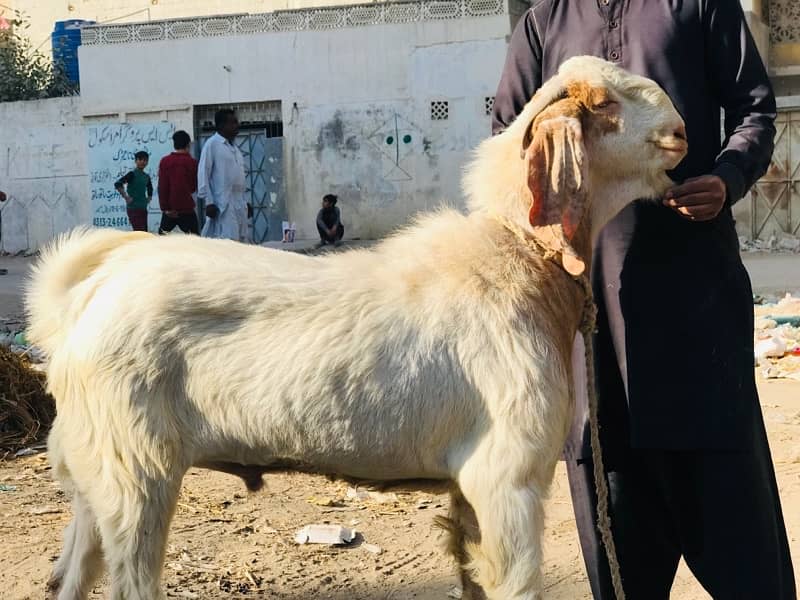 Breeder Bakra Bakri Bache kids goats full setup for sale 1