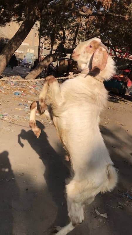 Breeder Bakra Bakri Bache kids goats full setup for sale 2