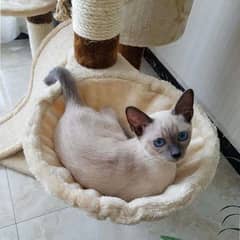 cat basket