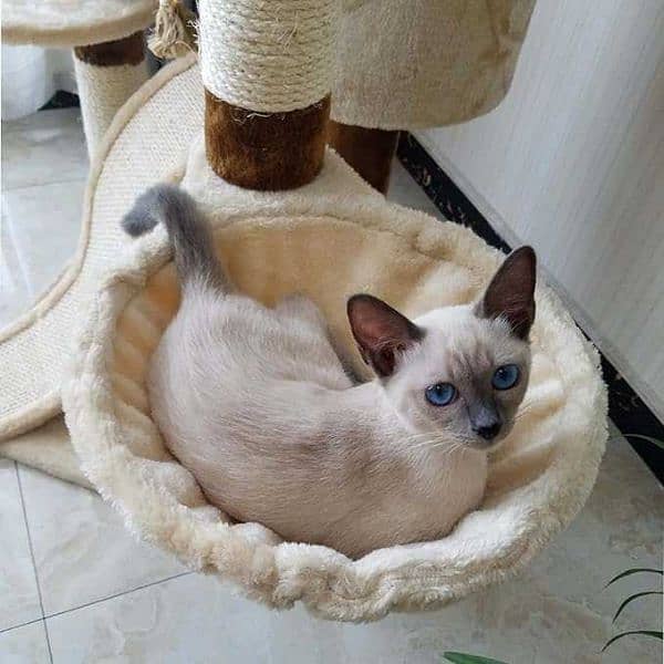 cat basket 0