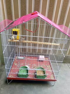 Zebra finch x bangliz pair with cage urgent sale