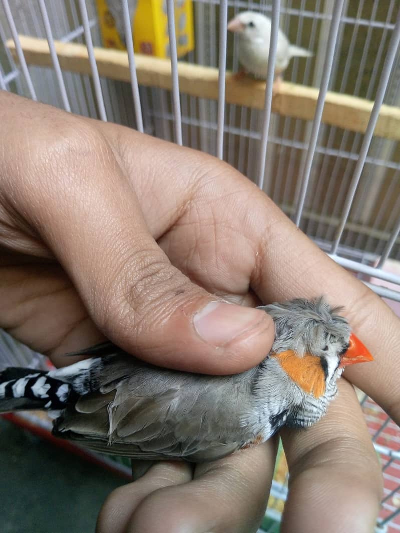 Zebra finch x bangliz pair with cage urgent sale 1