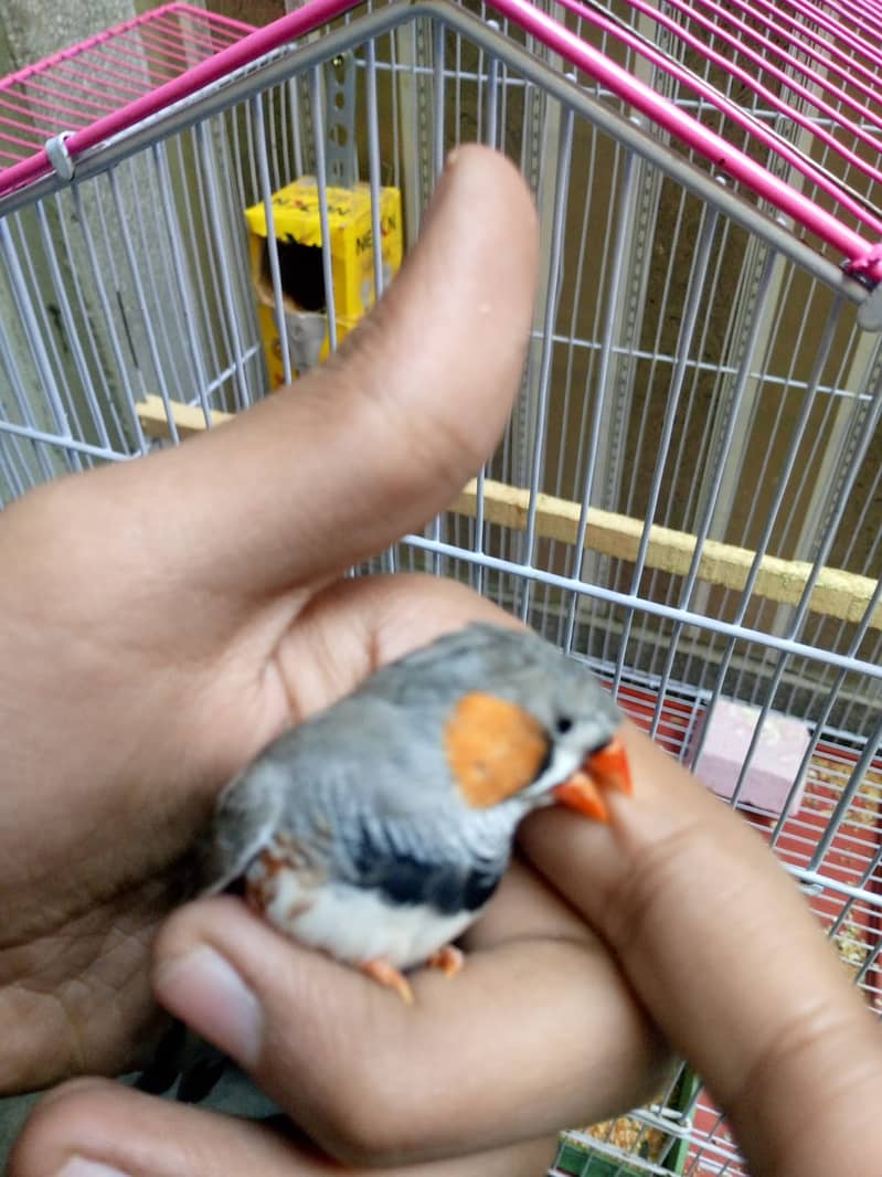 Zebra finch x bangliz pair with cage urgent sale 2