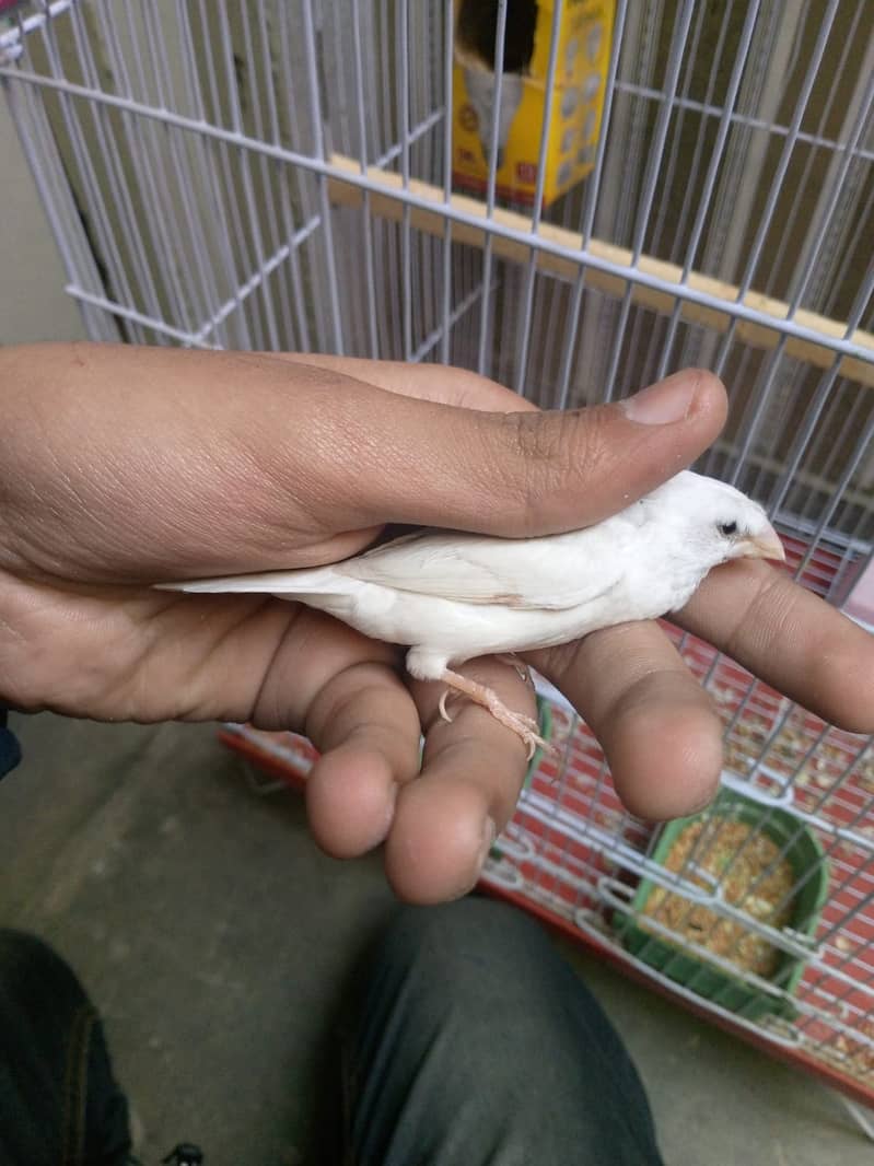 Zebra finch x bangliz pair with cage urgent sale 3