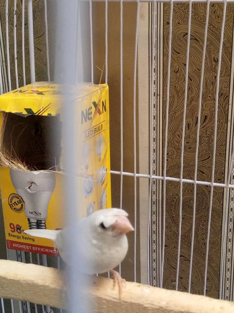 Zebra finch x bangliz pair with cage urgent sale 4