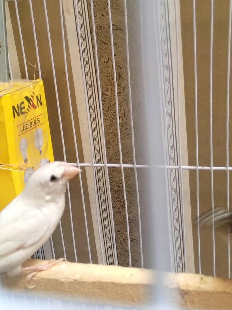 Zebra finch x bangliz pair with cage urgent sale 5