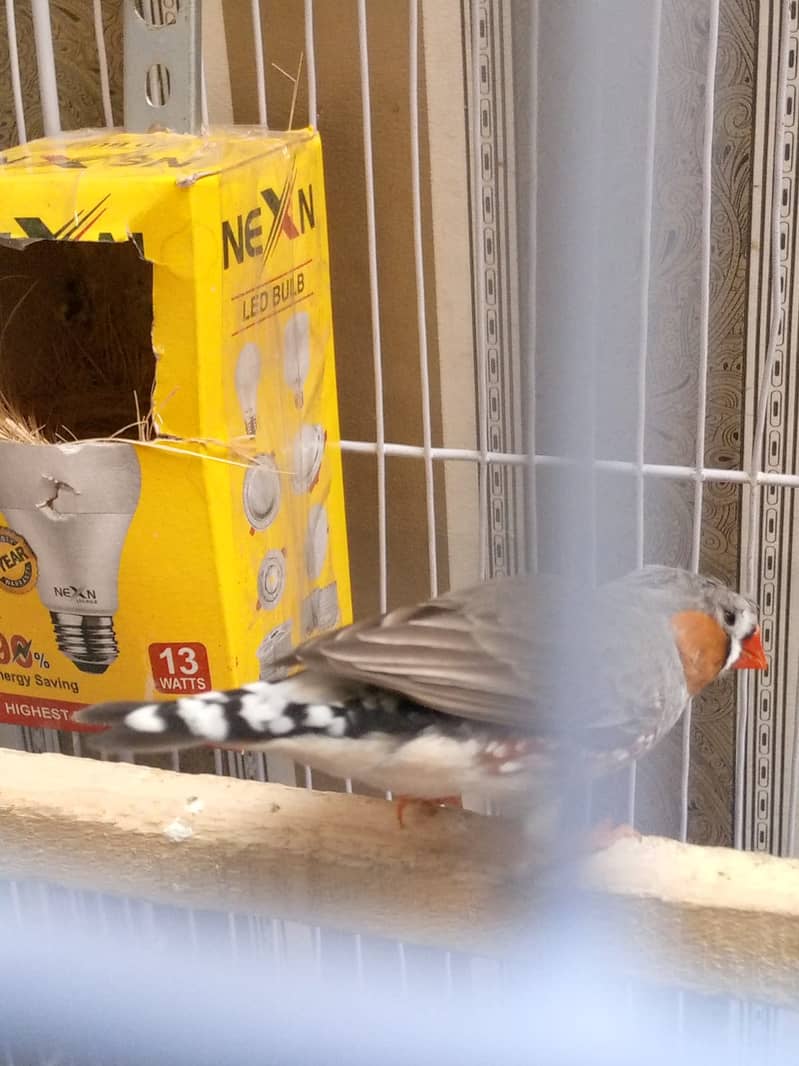 Zebra finch x bangliz pair with cage urgent sale 6