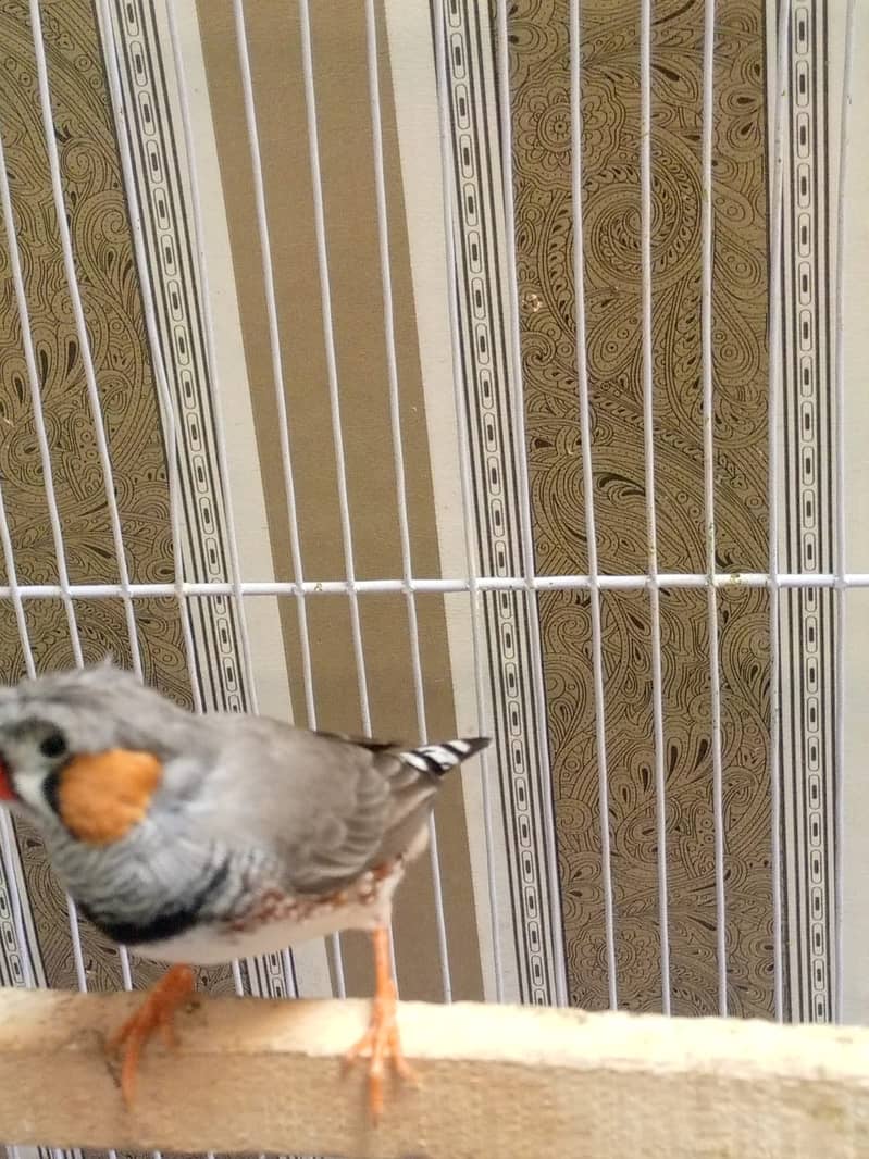 Zebra finch x bangliz pair with cage urgent sale 7