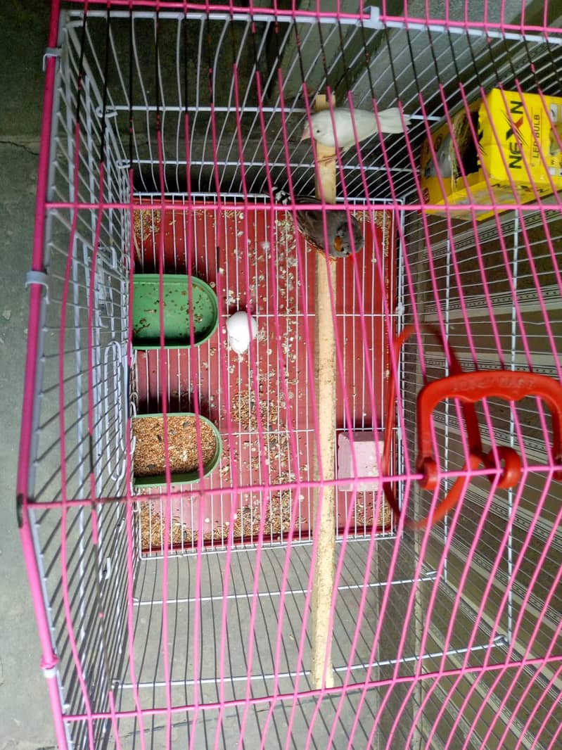 Zebra finch x bangliz pair with cage urgent sale 8