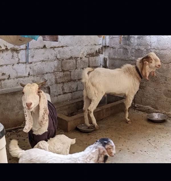 Breeder Bakra Bakri Bache kids goats full setup for sale 3