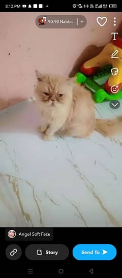 Persian breeder male pikky face price 15000