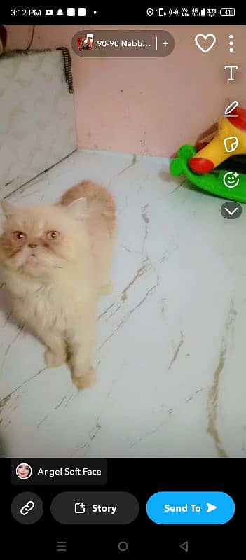 Persian breeder male pikky face price 15000 2