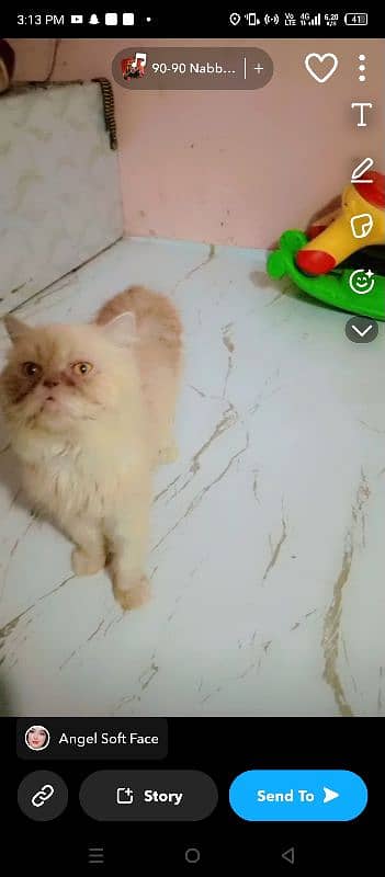 Persian breeder male pikky face price 15000 3