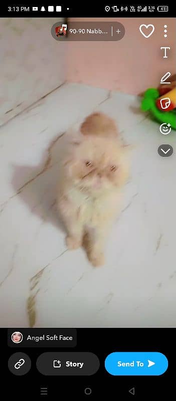 Persian breeder male pikky face price 15000 4