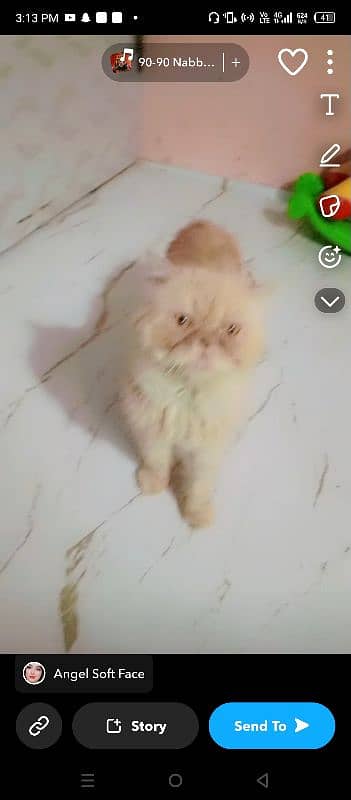 Persian breeder male pikky face price 15000 5