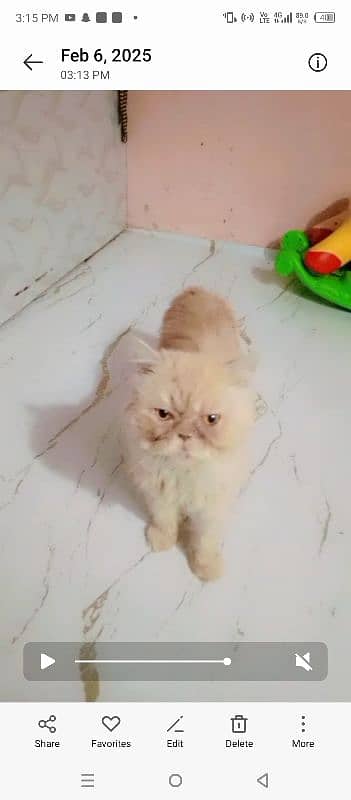 Persian breeder male pikky face price 15000 6