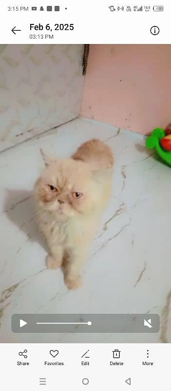 Persian breeder male pikky face price 15000 7