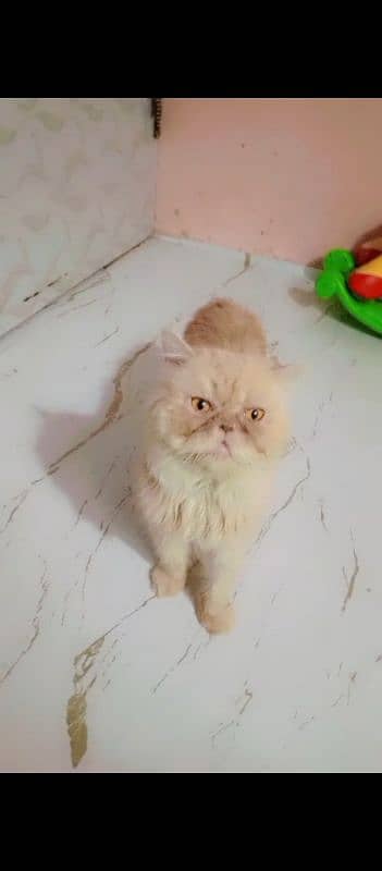 Persian breeder male pikky face price 15000 8