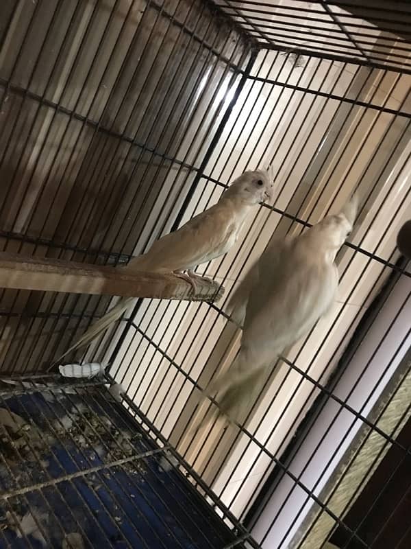 Cocktail pair for sale 2