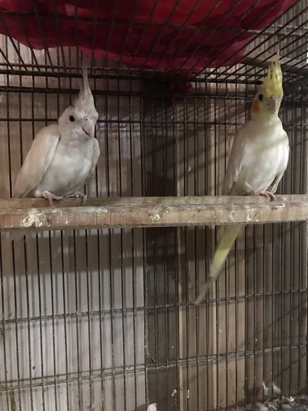 Cocktail pair for sale 5