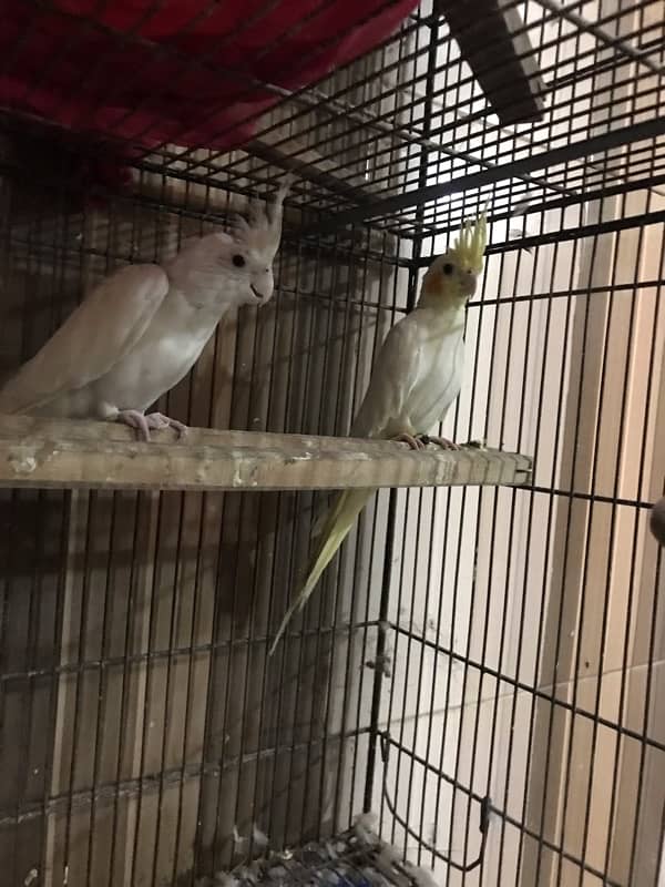 Cocktail pair for sale 6