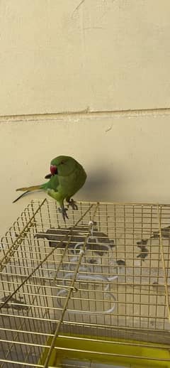 green parrot