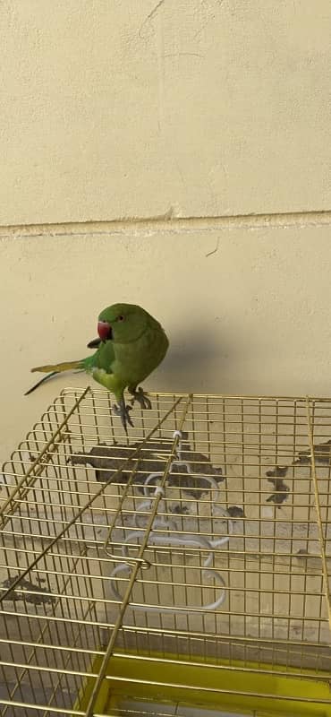 green parrot 0