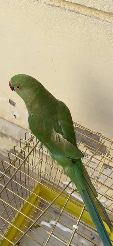 green parrot 1