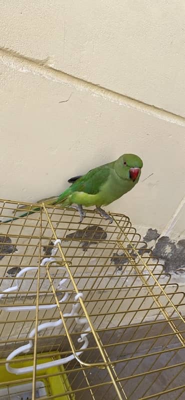 green parrot 2