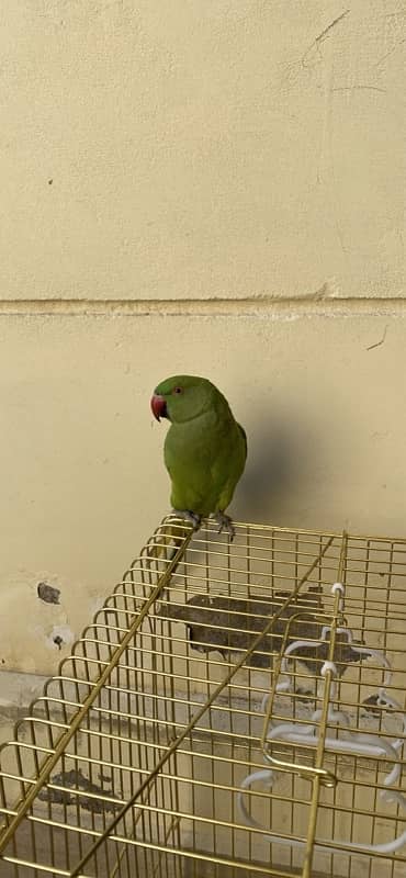 green parrot 5