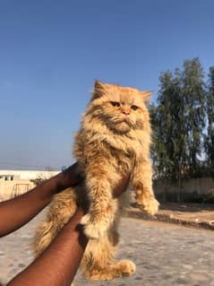 Male Persian