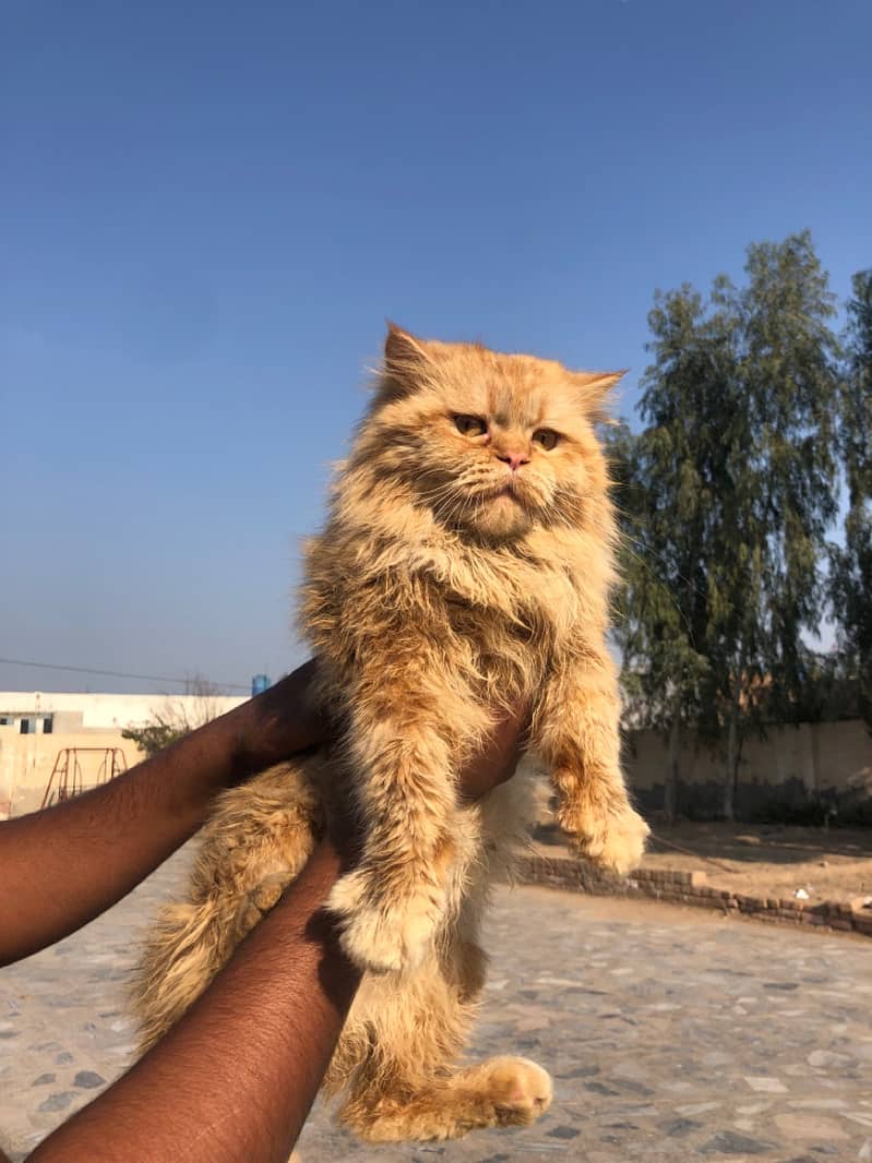 Male Persian 0