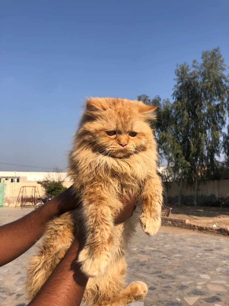 Male Persian 1