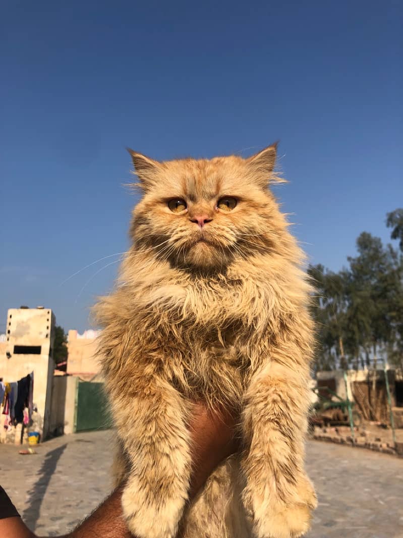 Male Persian 2