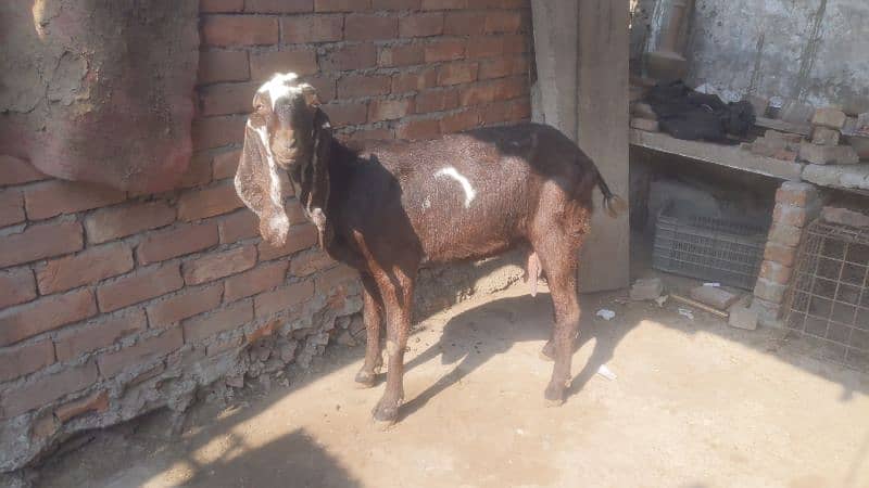 bakri for sale 1