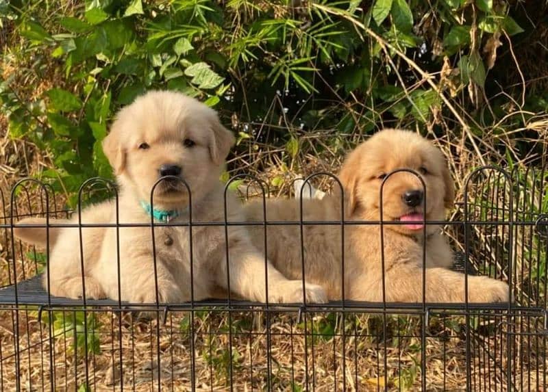 Golden Retriver Puppies 2