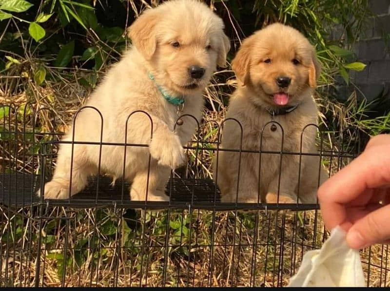 Golden Retriver Puppies 3