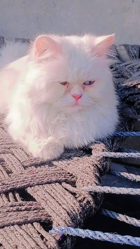 Persian cat 2 colour eye 4