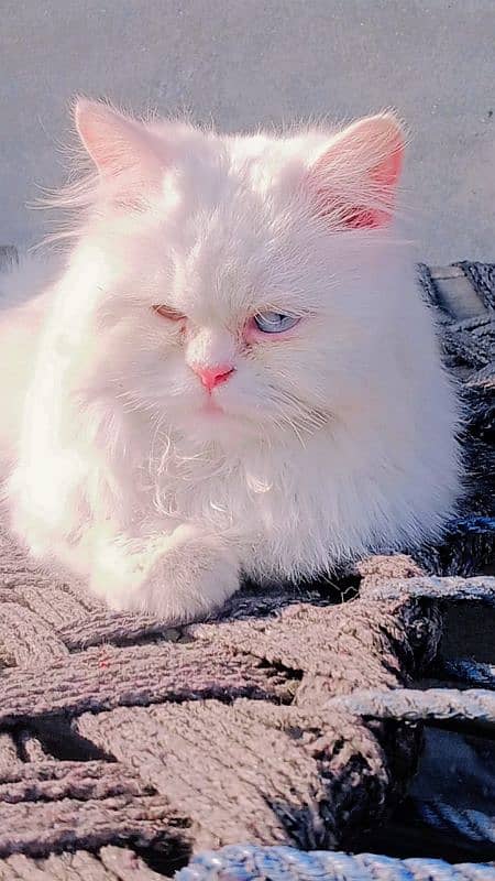 Persian cat 2 colour eye 5