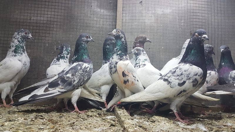 Taddi rampuri faqeergul pigeons for sale. 0