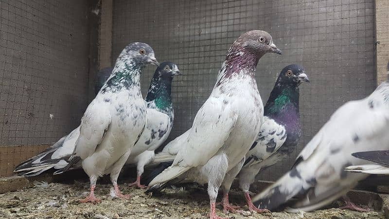 Taddi rampuri faqeergul pigeons for sale. 1