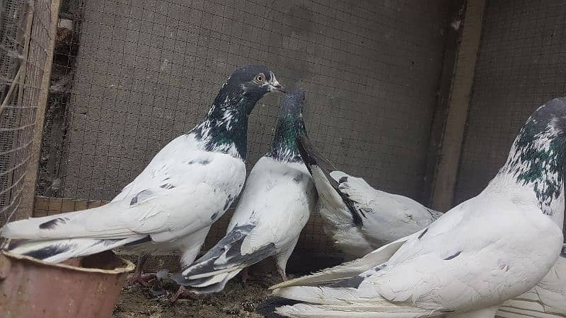 Taddi rampuri faqeergul pigeons for sale. 2