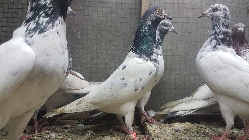 Taddi rampuri faqeergul pigeons for sale. 3