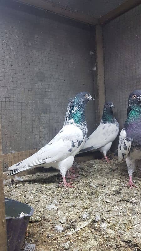 Taddi rampuri faqeergul pigeons for sale. 4