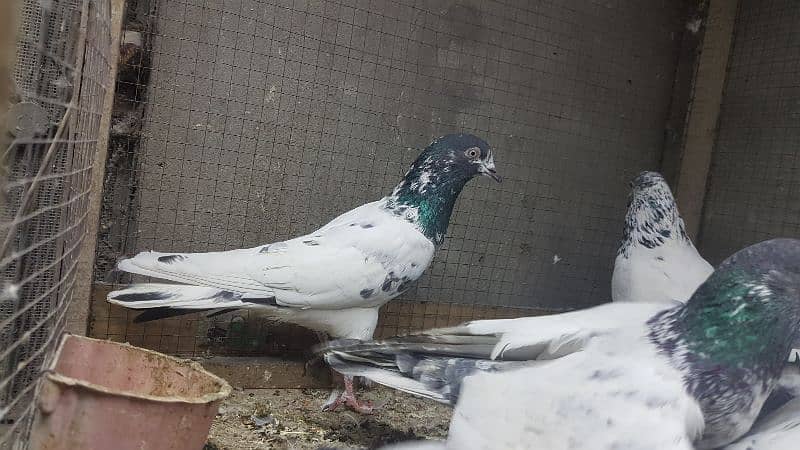 Taddi rampuri faqeergul pigeons for sale. 5