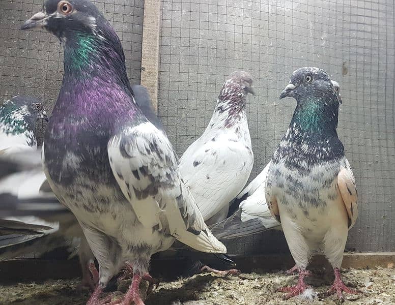 Taddi rampuri faqeergul pigeons for sale. 6