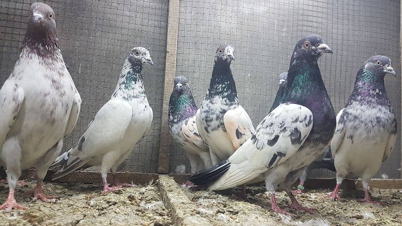 Taddi rampuri faqeergul pigeons for sale. 7