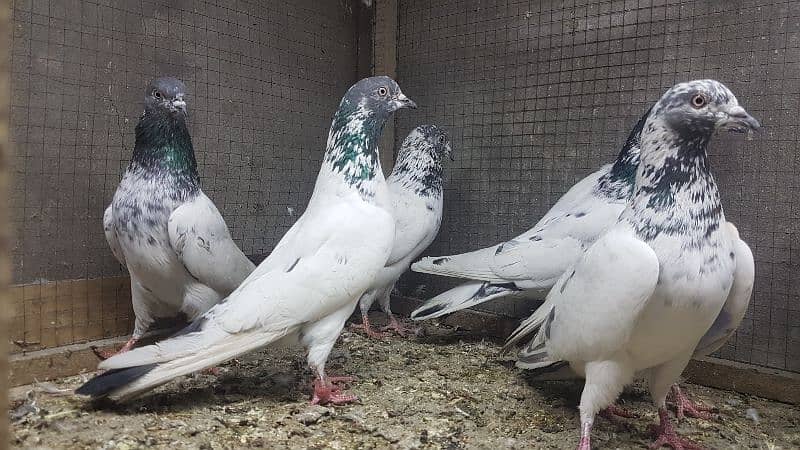 Taddi rampuri faqeergul pigeons for sale. 8